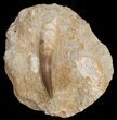 Large Plesiosaur Tooth In Matrix #11623-1